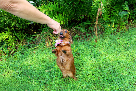 Beef Liver Bars with Carrots
