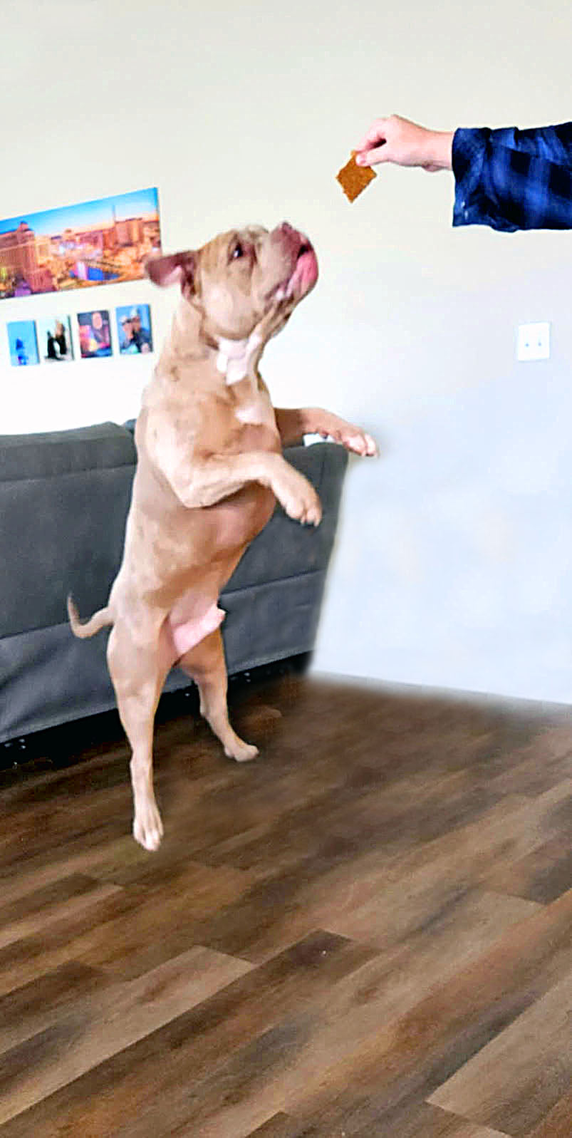 Chicken Heart Bars with Carrots