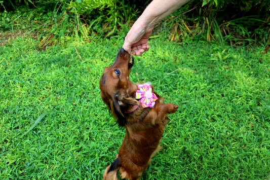 Chicken Heart Bars with Pumpkin